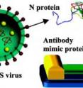Antibody mimic protein is tailored to attach to nanowire base at one end, leaving biologically active area open for detection. Antibody mimic protein is tailored to attach to nanowire base at one end, leaving biologically active area open for detection.