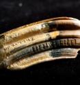 This fossilized horse (<i>Equus</i>) tooth shows where a series of enamel samples have been drilled to help identify seasonal fluctuations in the animal’s diet. This horse lived ~1.9 million years ago during a glacial period in Florida. A paper by University of Florida researchers appearing in the DATE issue of the journal <i>PLoS ONE</i> has found that ancient mammals altered their diets in response to past global warming.