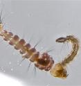 The larval form of a tiny fly, the midge <i>Corethrella appendiculata</i>, munches on the larva of a mosquito.