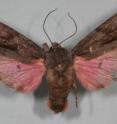 This is a picture of the new moth species, <i>Lithophane leeae</i>.