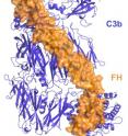 Molecular structure of factor H bound to C3b. In order to avoid self-attack, regulatory proteins such as factor H bind with C3b, a central component of the enzyme C3 convertase, to help the immune system recognize the body's own tissue and keep complement in check. Molecular structure of factor H bound to C3b. In order to avoid self-attack, regulatory proteins such as factor H bind with C3b, a central component of the enzyme C3 convertase, to help the immune system recognize the body's own tissue and keep complement in check.