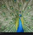 The male peacock's display attracts mates.