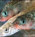 Male stickleback fish have stong roles in raising offspring.