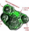 Ras proteins tagged with green flourescence protein transfer from B (cancer) cells to NK (immune) cells.