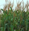 A scientific report of three corn-growing regions of the world finds massive imbalances in nitrogen fertilizer use, resulting in malnourishment in some areas and pollution problems in others.