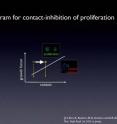 This diagram shows how changes in the levels of both growth factors and contact inhibition affect the likelihood of cell division.