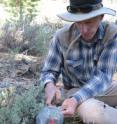 Sagebrush exhibits communication only when air contact is allowed, says Richard "Rick" Karban, shown here bagging sagebrush.  When air contact is blocked with plastic bags there is no indication that communication has occurred.