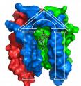 Surface-filled representation of diacylglycerol kinase. The "porch-like" structure of the enzyme is highlighted, and the substrate diacylglycerol is depicted bound to the active site.
Investigators at the Vanderbilt Center for Structural Biology used NMR methods to determine the structure of diacylglycerol kinase, the largest membrane-spanning protein studied by NMR to date. Surface-filled representation of diacylglycerol kinase. The "porch-like" structure of the enzyme is highlighted, and the substrate diacylglycerol is depicted bound to the active site.
Investigators at the Vanderbilt Center for Structural Biology used NMR methods to determine the structure of diacylglycerol kinase, the largest membrane-spanning protein studied by NMR to date.