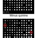 A screen of yeast strains each defective in a single gene reveals genes that are affected by the anti-malarial quinine. A screen of yeast strains each defective in a single gene reveals genes that are affected by the anti-malarial quinine.