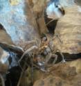 During a dry season in riparian areas, thirsty wolf spiders hunt crickets more aggressively.