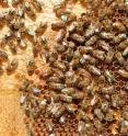 Honey bees, used as the experimental model, on an artificial comb. Nurses can be seen taking care of the brood.