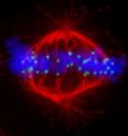 A cell seen through a microscope: the chromosomes (in blue) are attached to the microtubule tracks (in red) in the region of the centromere -- green spots mark the protein CENP-A on the centromere. A cell seen through a microscope: the chromosomes (in blue) are attached to the microtubule tracks (in red) in the region of the centromere -- green spots mark the protein CENP-A on the centromere.