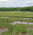 Sections of salt marshes called pannes may be in grave danger from global warming, according to a new study from researchers at Brown University.