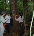 Pictured are UC grad student Kim Thompson, Maria de Los Angeles Corado (Guatemalan archaeologist) and Demetrio Cordoba (Guatemalan worker). Trees in the Maya forests can live for hundreds of years and therefore the trees there now are only a few generations away from the time the Maya abandoned Tikal. They expect to find patterns in distribution of trees that reflect ancient Maya usage as they have found at other sites.