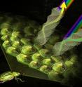 The structure of jewel beetle cells results in striking colors as light hits them from angles.