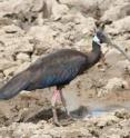 A white-shouldered ibis in Cambodia. Human impact on this critically endangered bird can be beneficial rather than destructive, and could even save it from extinction.