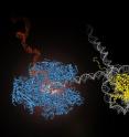 RNA polymerase II (blue) performs the first step of gene expression by moving along the cell's DNA (gray) and transcribing it into messenger RNA (red). During this process, the polymerase encounters obstacles, such as nucleosomes, which tightly wrap the DNA around histone proteins (yellow) and prevent continued transcription. UC Berkeley researchers have developed methods to directly observe this process in real time.