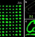 These highly-magnified images are composed of tiny nanoparticles produced by a "NanoPen." These highly-magnified images are composed of tiny nanoparticles produced by a "NanoPen."