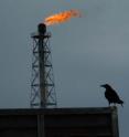Ravens are one of several predator species attracted to oil drilling infrastructure, a new study finds.