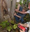 Electrical engineers Babak Parviz and Brian Otis and undergraduate student Carlton Himes (right to left) demonstrate an electrical circuit that runs entirely off tree power.