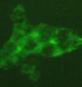 Mitochondria in cells (stained green) are the cell's furnace. New data from the <i>Genes & Development</i> paper shows that the co-dependency of Rev-erb-alpha and heme affects mitochondrial function. Mitochondria in cells (stained green) are the cell's furnace. New data from the <i>Genes & Development</i> paper shows that the co-dependency of Rev-erb-alpha and heme affects mitochondrial function.