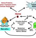 The rev-erb-alpha/PGC1-alpha pathway regulating heme homeostasis. The rev-erb-alpha/PGC1-alpha pathway regulating heme homeostasis.