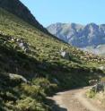 This is a flock of transhumant merino sheep from Extremadura grazing in a mountain pass in the Cantabrian mountains.