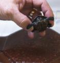 This is a Diamondback terrapin newborn inside the UAB campus hatchery.