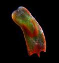 An international research team led by Brown University has determined that the flatworm <i>Acoelomorpha</i> belongs as a sister clade to other bilateral animals. The finding means the worm is a product of the deepest split within the bilateral animals, the first evolutionary divergence within the group.