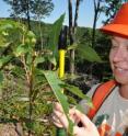 US Forester Stacy Clark (UTK '96 and '97) collects data on a test planting of first-generation blight-resistant American chestnuts. This spring Clark has planted chestnuts in three National Forests. US Forester Stacy Clark (UTK '96 and '97) collects data on a test planting of first-generation blight-resistant American chestnuts. This spring Clark has planted chestnuts in three National Forests.