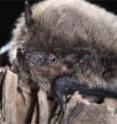 Common pipistrelle bats (<i>Pipistrellus pipistrellus</i>) are eaten in winter by great tits (<i>Parus major</i>). Common pipistrelle bats (<i>Pipistrellus pipistrellus</i>) are eaten in winter by great tits (<i>Parus major</i>).