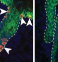 Merkel cells (red) fail to differentiate from epidermal stem cells in mouse skin lacking Atoh1 (right). The study appears in the October 5, 2009, issue of the <i>Journal of Cell Biology.</i>