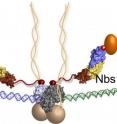 The last piece of the MRN puzzle falls into place: Nsb1 molecules extend from the DNA repair machine like two flexible arms, as revealed by recent research at Berkeley Lab's Advanced Light Source. In this illustration, the MRN complex bridges a DNA double-strand break where the green and blue DNA sections meet. The last piece of the MRN puzzle falls into place: Nsb1 molecules extend from the DNA repair machine like two flexible arms, as revealed by recent research at Berkeley Lab's Advanced Light Source. In this illustration, the MRN complex bridges a DNA double-strand break where the green and blue DNA sections meet.