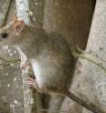 This is a black rat (<i>Rattus rattus</i>) on the Mediterranean islands.