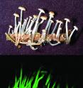 A new luminescent fungus, <I>Mycena luxaeterna</I> discovered by San Francisco State University Professor Dennis Desjardin and Professor Cassius V. Stevani from the University of Sao Paulo has been reported in the journal <i>Mycologia</i>. The species was collected in Sao Paulo, Brazil and was found on sticks in an Atlantic forest habitat. These mushrooms are tiny with each cap measuring less than 8 millimeters in diameter and their stems have a jelly-like texture. The species' name was inspired by Mozart's Requiem.