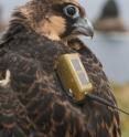 This is an Eleonora's Falcon marked Columbretes Islands. This is an Eleonora's Falcon marked Columbretes Islands.