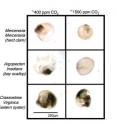 At the end of experiments (~20 days) larvae of the hard clam, bay scallop, and Eastern oyster that were raised in seawater with high carbon dioxide concentration (right column) were smaller and later to develop than larvae raised in seawater with carbon dioxide concentration matching current ocean levels (left column.)
