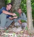 UOG Professor Thomas Marler (left) and Navy Natural Resources Specialist Paul Wenninger inspect a healthy endangered cycad plant in the field. UOG Professor Thomas Marler (left) and Navy Natural Resources Specialist Paul Wenninger inspect a healthy endangered cycad plant in the field.