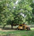 Mechanical thinning of pecan trees is shown using a tree shaker with a hydraulic shaker head.