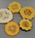 A broad range of carotenoid content represents a spectrum of color in winter and summer squash.