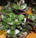 <i>Hemigraphis alternata</i>, or purple waffle plant, one of the highest rated ornamentals for removing indoor air pollutants. <i>Hemigraphis alternata</i>, or purple waffle plant, one of the highest rated ornamentals for removing indoor air pollutants.