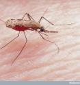 This is an <i>Anopheles gambiae</i> mosquito sucking blood from human skin. This mosquito is the vector for malaria in Africa.