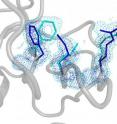 The hidden alternate structure of the human prolyl isomerase
uncovered by ambient temperature high-resolution x-ray
crystallography. Fast flipping between the main (blue) and minor
(light blue) structures is essential for catalytic power. The hidden alternate structure of the human prolyl isomerase
uncovered by ambient temperature high-resolution x-ray
crystallography. Fast flipping between the main (blue) and minor
(light blue) structures is essential for catalytic power.