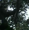 This is a still from the first professional video of wild Cross River gorillas.