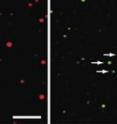 Right: Brain-lipid vesicles. Smaller "dots" indicate smaller vesicles. 
Left: BAR domain protein. The intensity of the dot indicates the amount of BAR bound to the vesicle. The smaller the vesicle, the more curved membrane, and the more binding of BAR.