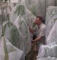 <I>Miscanthus</I> plants and corn plants were seeded with equal numbers of rootworm eggs and isolated in nylon enclosures. The investigators, S. Raghu, Joseph Spencer (pictured), and their assistants examined the plants every morning and collected adult rootworms as they emerged.