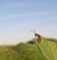 Crop-rotation resistant western corn rootworm beetles lay their eggs in soybean fields. The eggs overwinter and hatch out in the spring after corn is planted in the same fields.