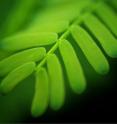 Leaves whisper their properties through ultrasound.