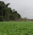 Clearing for large-scale agriculture, Mato Grosso, Brazil