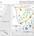 Neurotoxins from cone snails and spiders help neurobiologists Sebastian Auer, Annika S. Stürzebecher and Dr. Ines Ibañez-Tallon of the Max Delbrück Center for Molecular Medicine Berlin-Buch, Germany, to investigate the function of ion channels in neurons. Ion channels in the cell membrane enable cells to communicate with their environment and are therefore of vital importance. The MDC researchers have developed a system which for the first time allows the targeted, long-lasting investigation of ion channel function in mammals and also the blockade of the ion channels with neurotoxins. In transgenic mice they succeeded in blocking chronic pain by introducing a toxin gene into the organism (<i>Nature Method,</i> doi:10.1038/NMETH.1425).